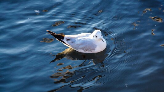 Lake wildlife peaceful