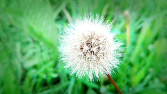 Flower grass green photo