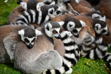 Zoo wild lemur