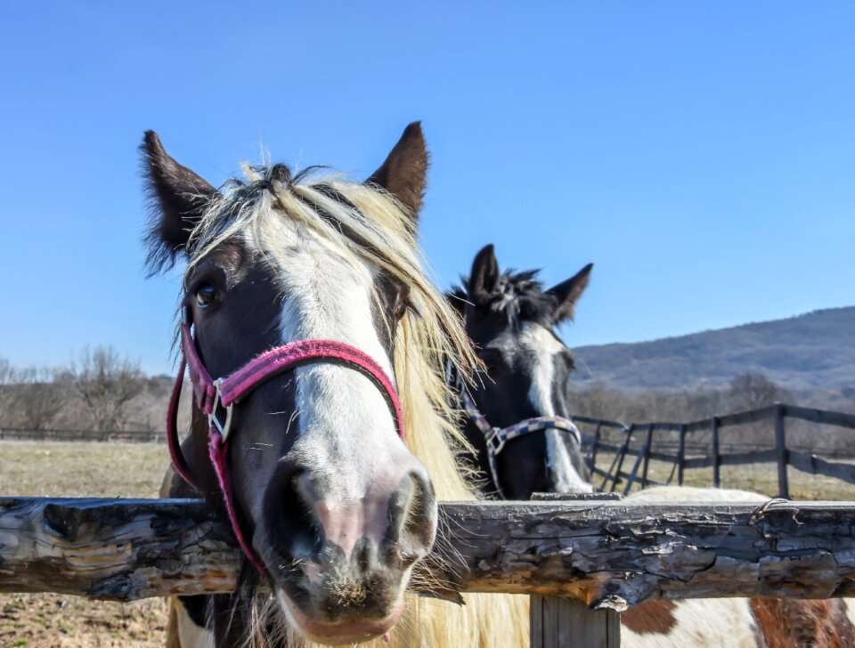 Nature animal ranch