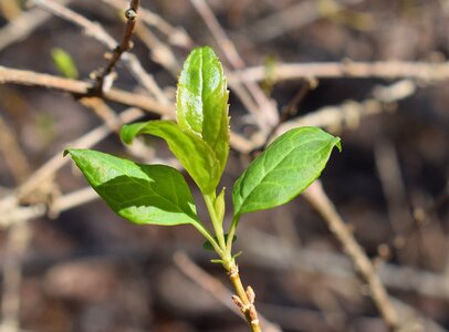 Plant spring nature