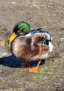 Bird animal poultry