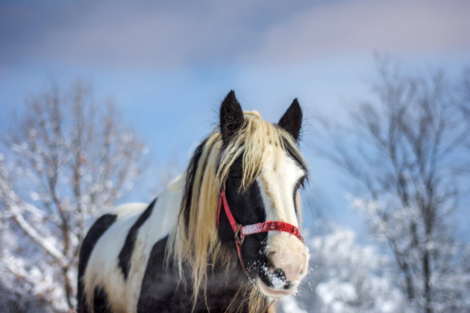 Nature animal ranch