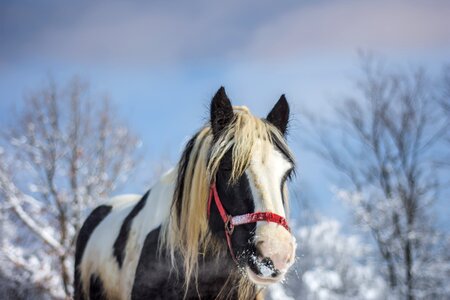 Nature animal ranch