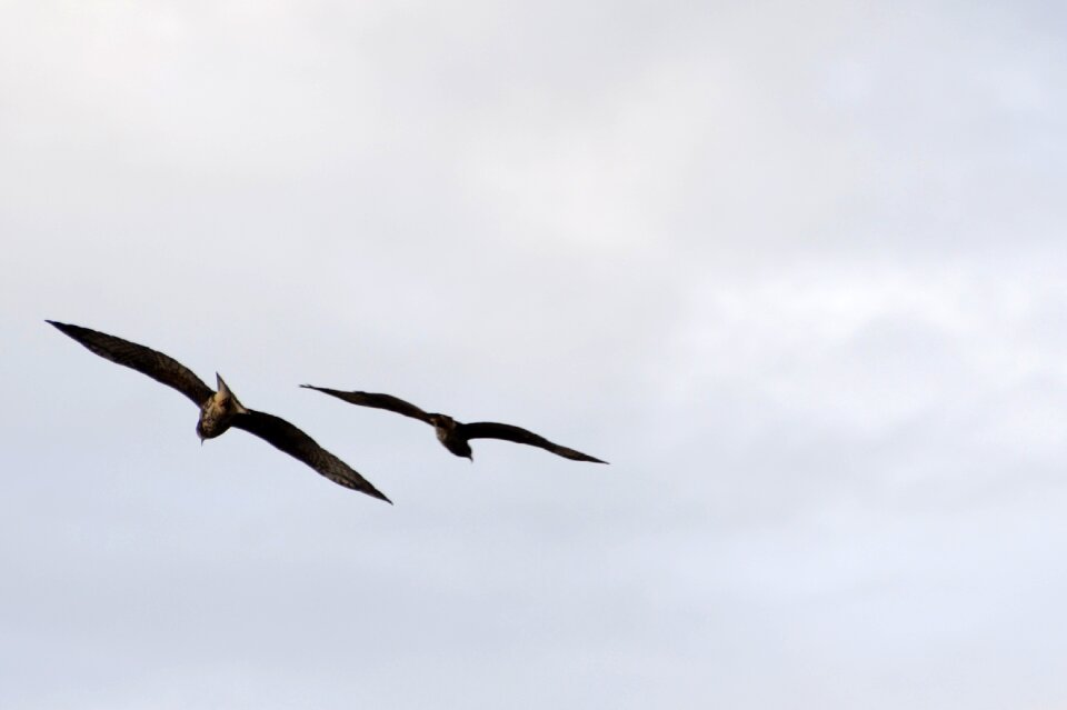 Hawks flying together