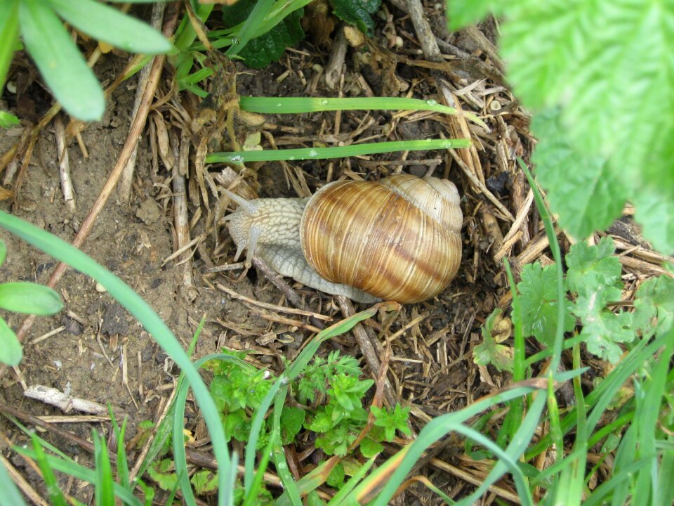 Nature close up crawl