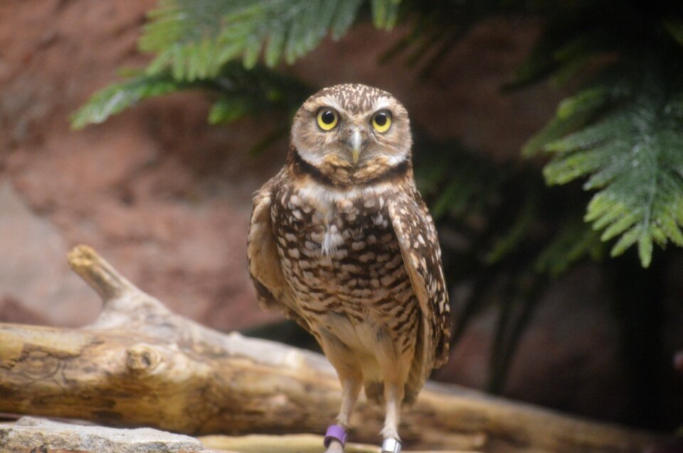 Feather hunter eyes photo