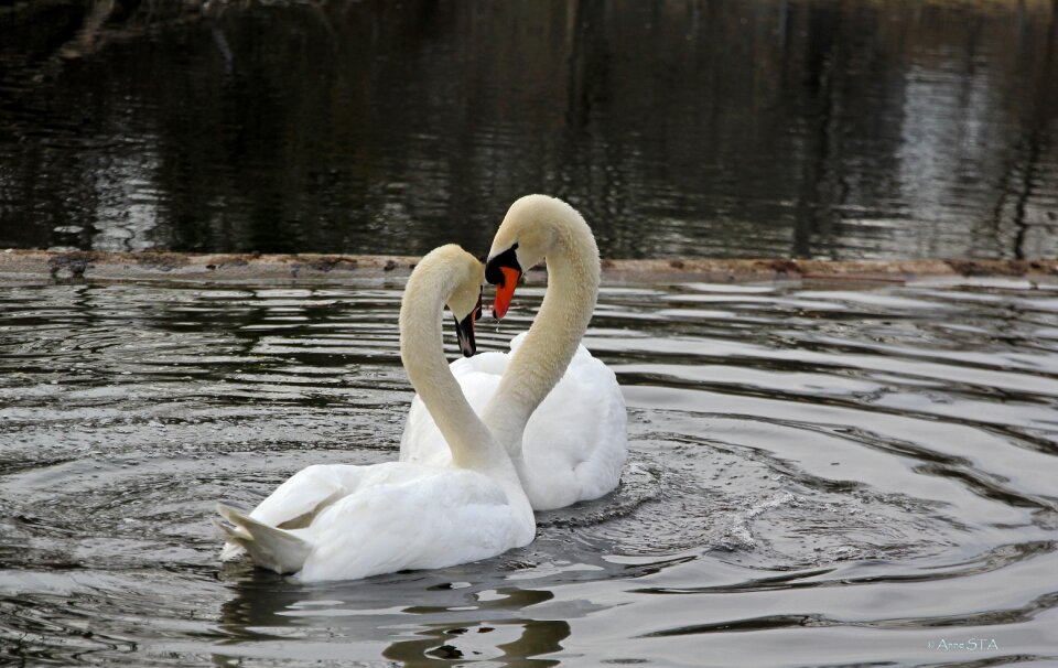 Mute swans swan waterfowl