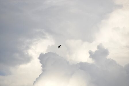 Sky fly hawk