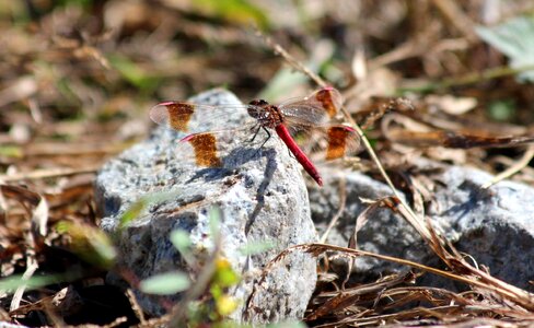Autumn dry grass diptera
