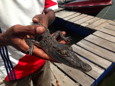 Sri lanka the cub crocodile