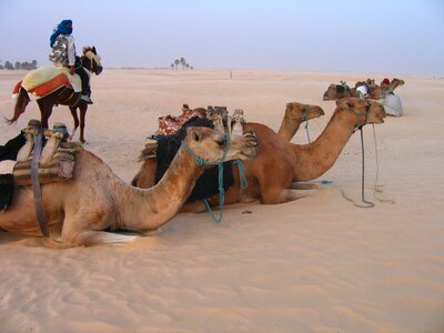 Africa tunisia holidays