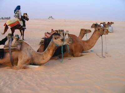 Africa tunisia holidays photo