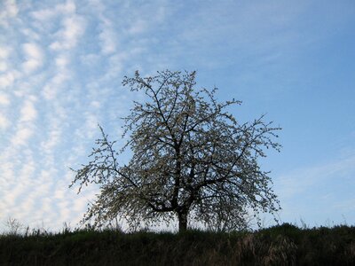 Cherry white fruit tree