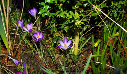 Purple spring flowers violet photo