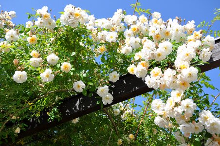 Bloom climbing rose white