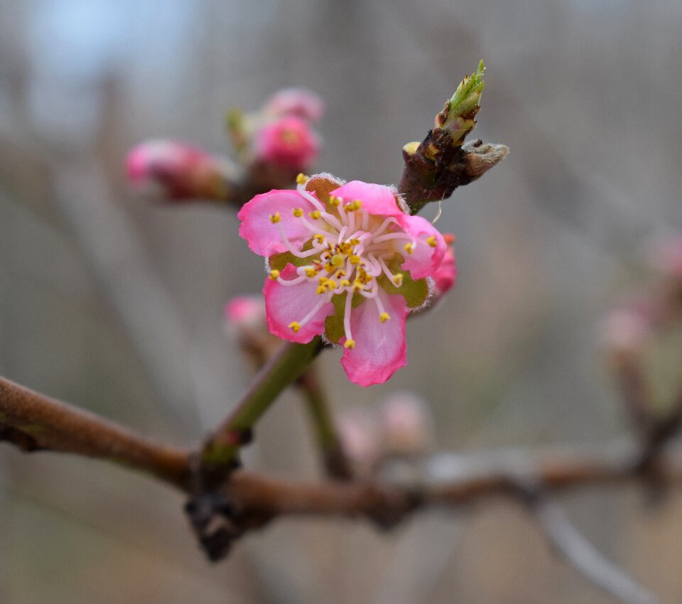 Blossom flower bloom