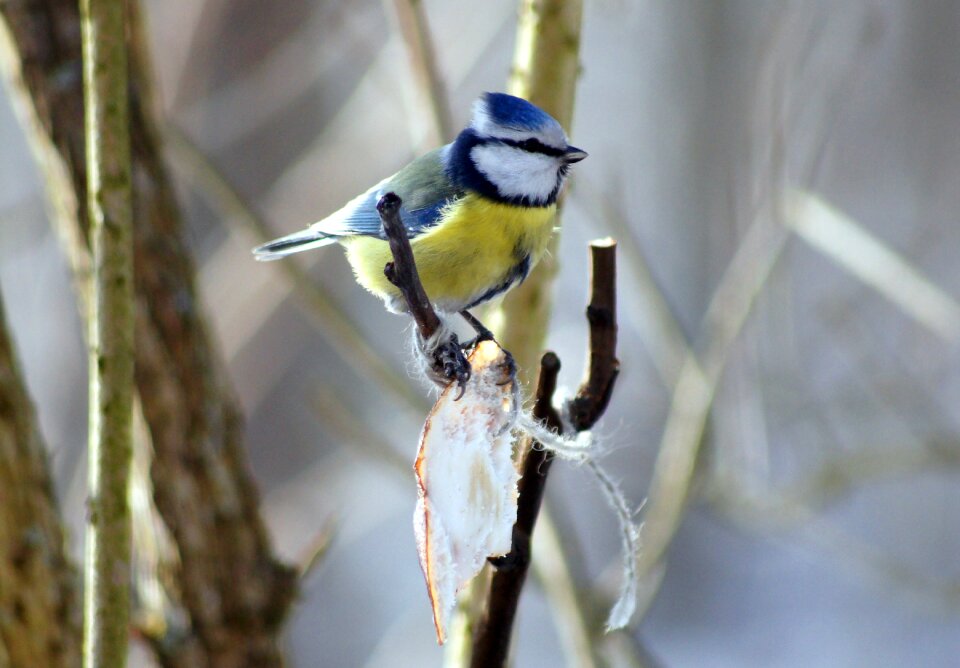 Bird sikora meal