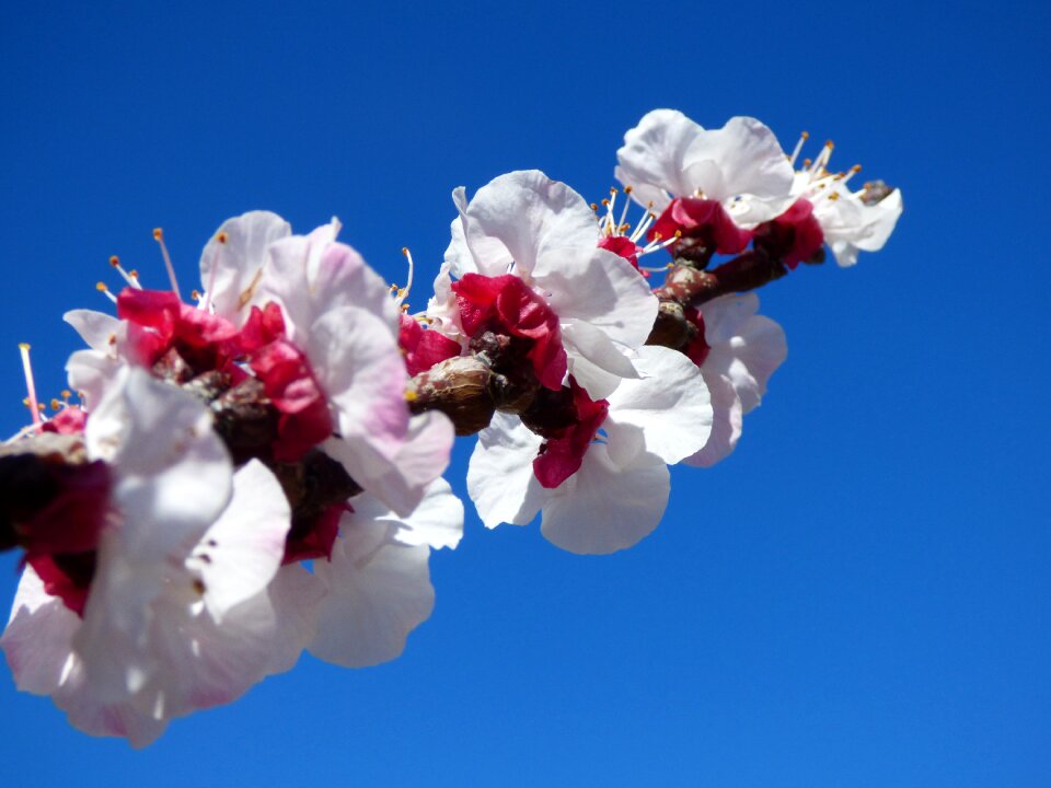 Florir spring beauty