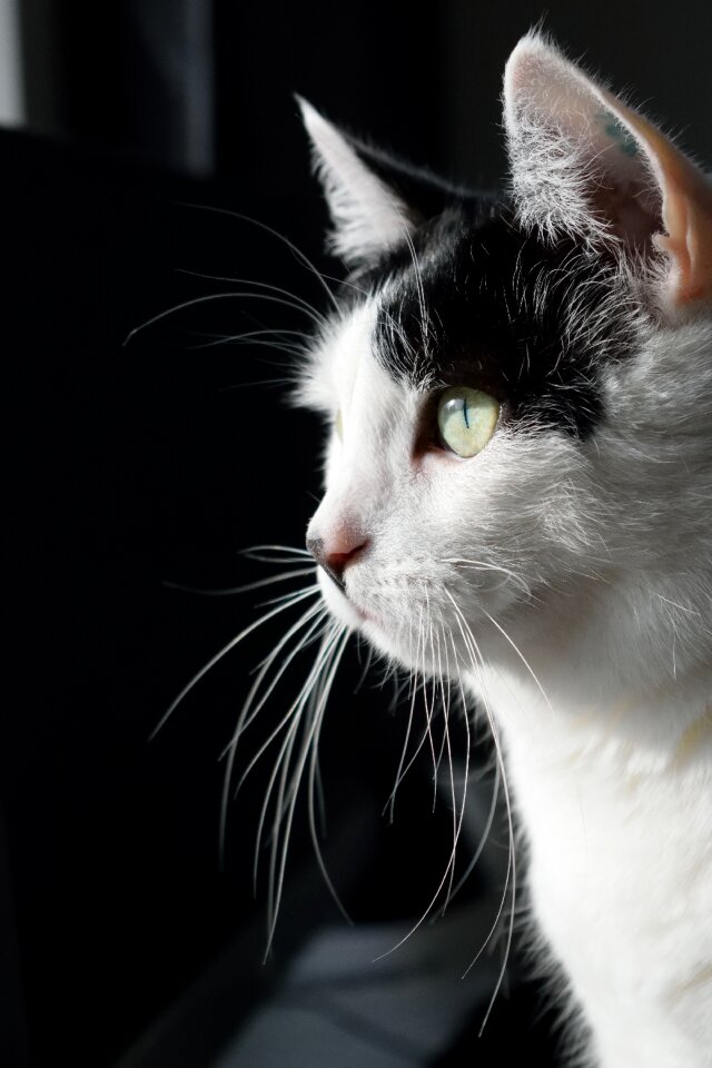 Domestic pet white