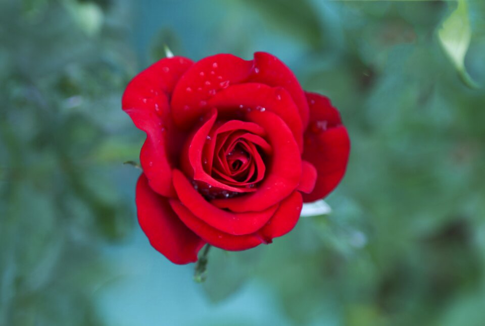 Love red flower
