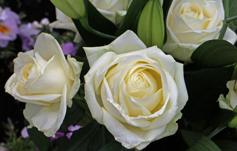 White bloom flower