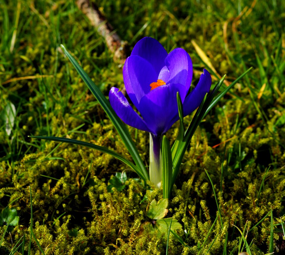 Blue flower plant photo