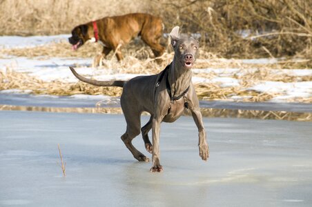 Breed fur friend
