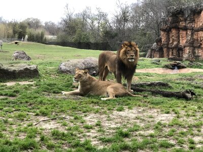 Nature wildlife animal