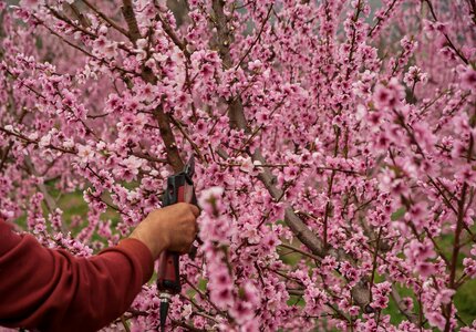 Secateur peach fruit trees