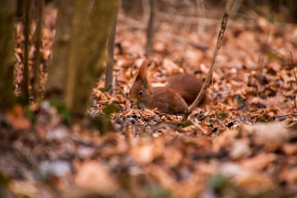 Animal world cute rodent