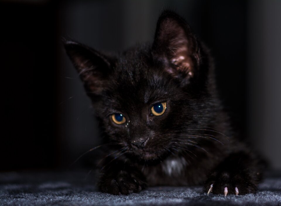 Young cat cat snuggle