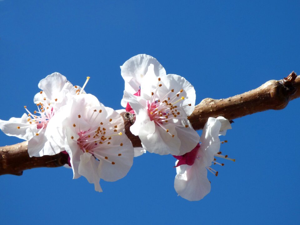 Florir spring beauty