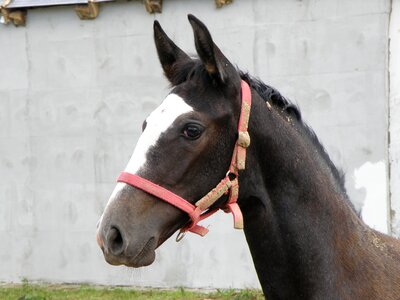 Lipizzan foal lipizzaner horse conversano