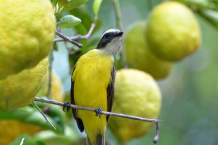Lemon tree farm field