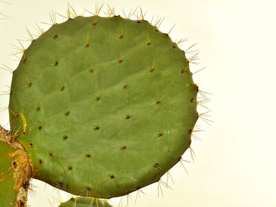 Leaf thorn spike photo