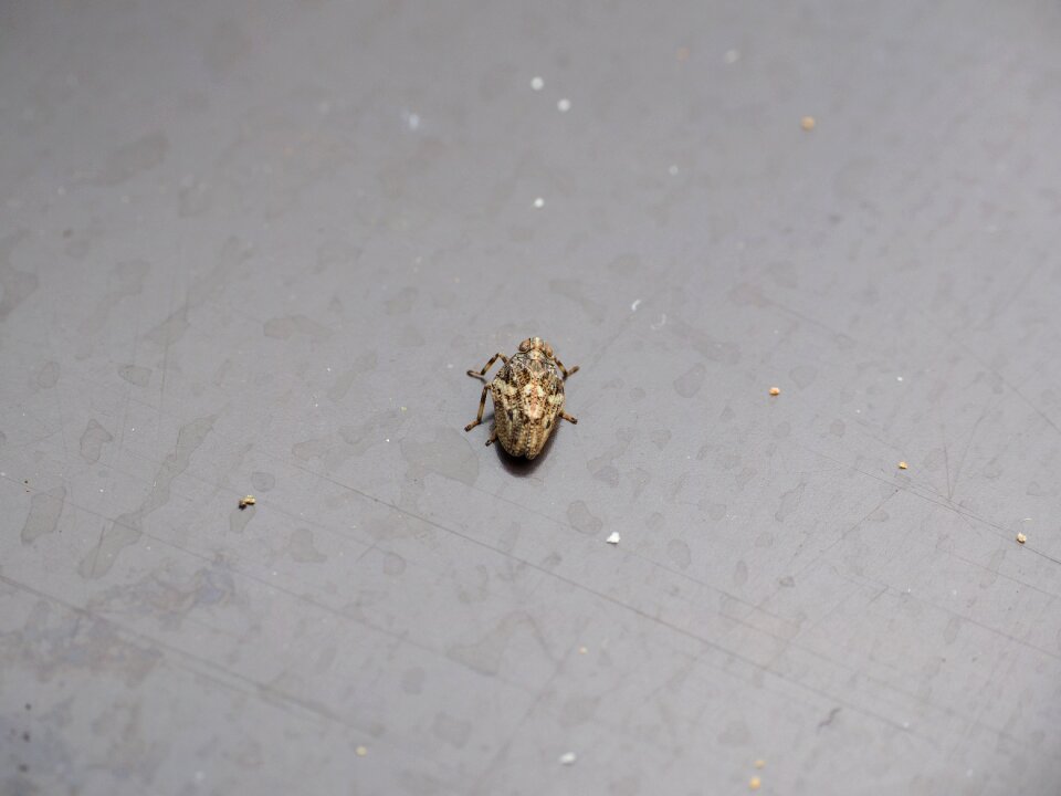 Käferzikade issidae canthigaster cicada