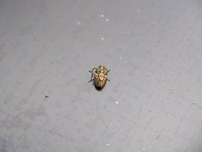 Käferzikade issidae canthigaster cicada