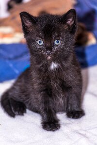 Young cat cat snuggle photo