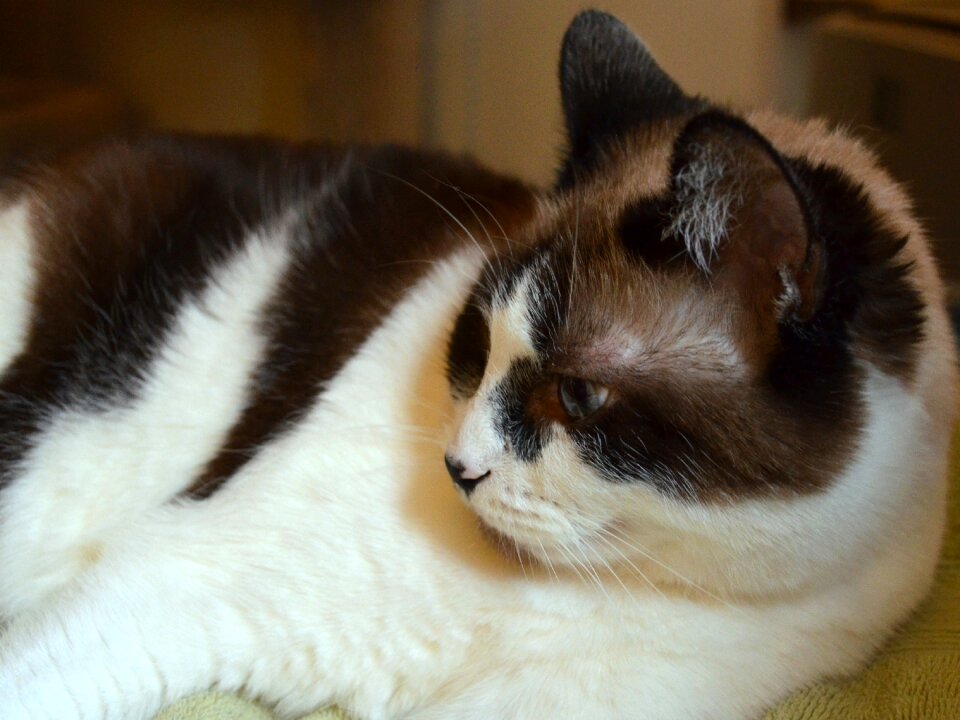 Animal cute domestic