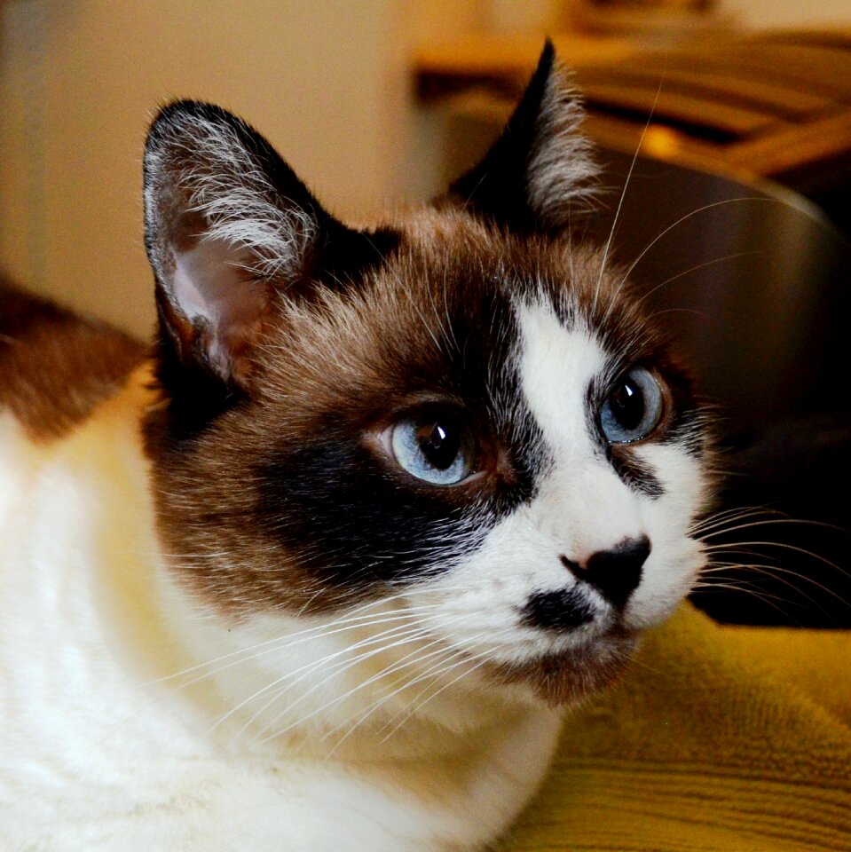 Animal cute domestic