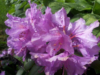 Nature garden natural flower