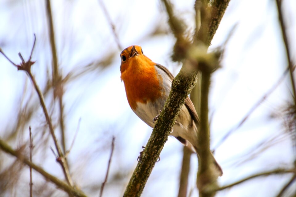 Small bird feather orange
