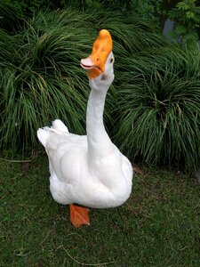 Goose animal anthurium