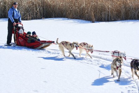Sled snow husky