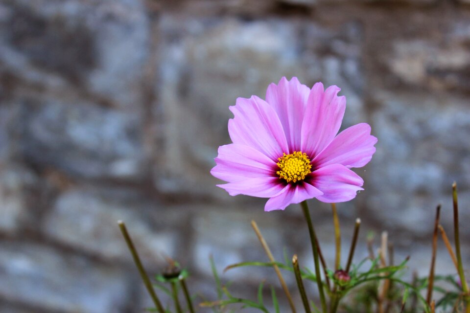 Pink flowers floral plant