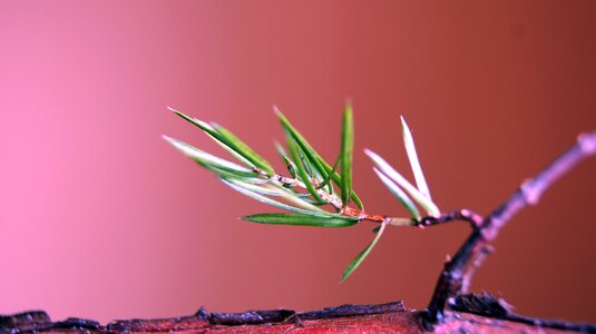 Sprig juniper pins a wild shrub