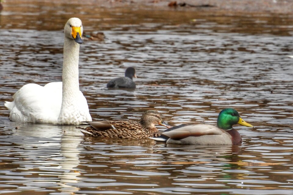 Waterfowl wild birds wild animal