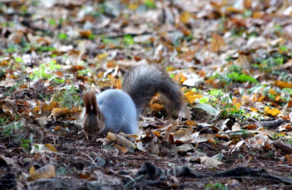 Cute autumn fallen foliage