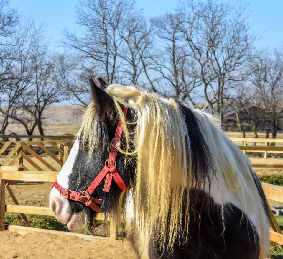 Nature animal ranch